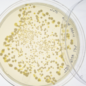 Picture for category LABORATORY