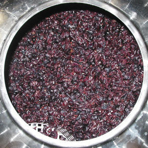 Picture for category YEASTS