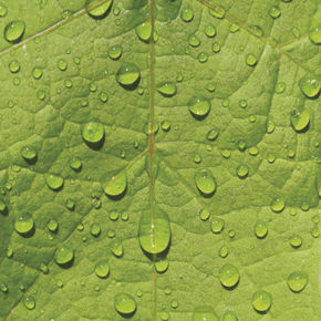 Picture for category YEAST PRODUCTS